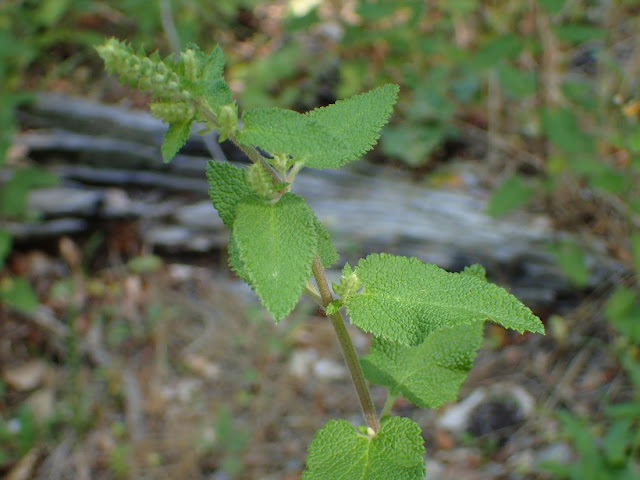 Teucrium scorodonia