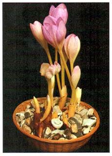 Безвременник осенний (Colchicum autumnale) можно вырастить «сухим».