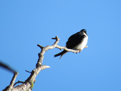 Lassen Volcanic National Park California birding hotspot