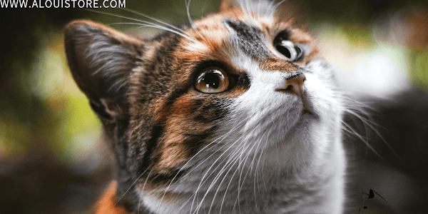 The Enigmatic Beauty of Calico Cats