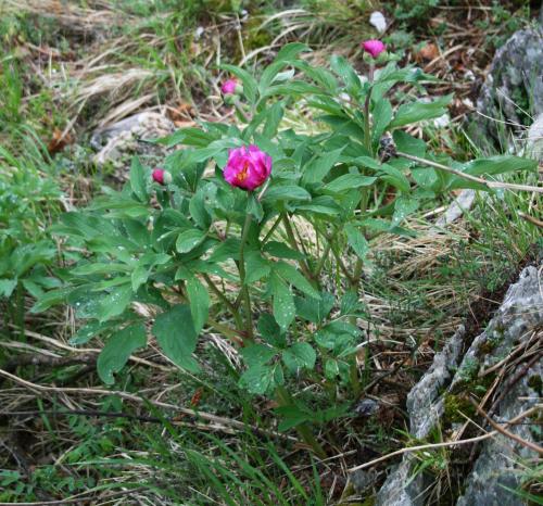 Hoodoo Herbology Peony Root Image