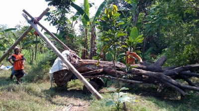 Repotnya Pindahkan Pohon Penghijauan Berusia Ratusan Tahun