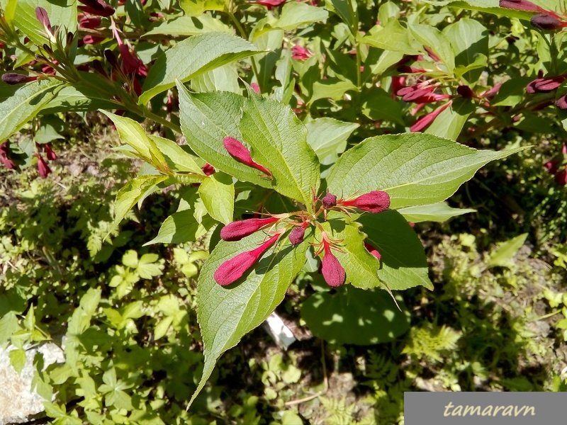 Вейгела 'Red Prince' (Weigela 'Red Prince')