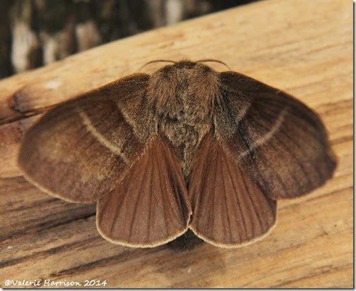 Fox-Moth-1