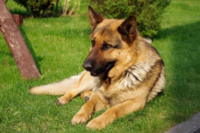 German shepherd breeders images