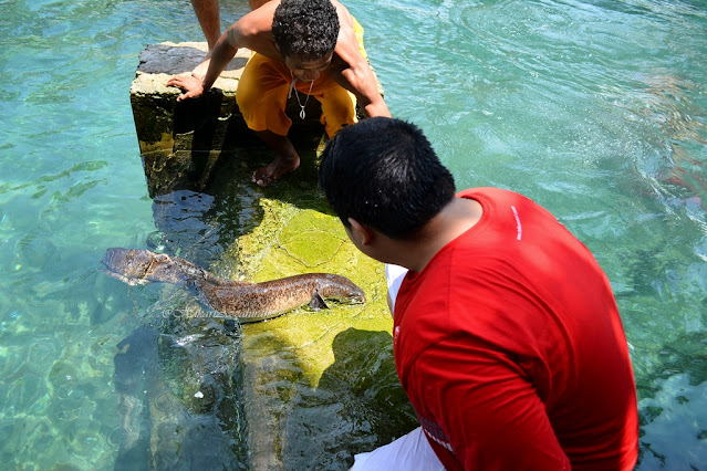 Perjalanan ke Ambon untuk menemui Morea, Belut Raksasa. Hal baru yang sangat menyenangkan dan seru!