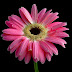 The Most Beautiful Pink Flower Wallpaper