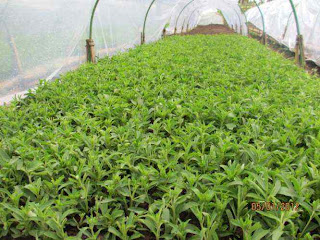 breading of stevia plant