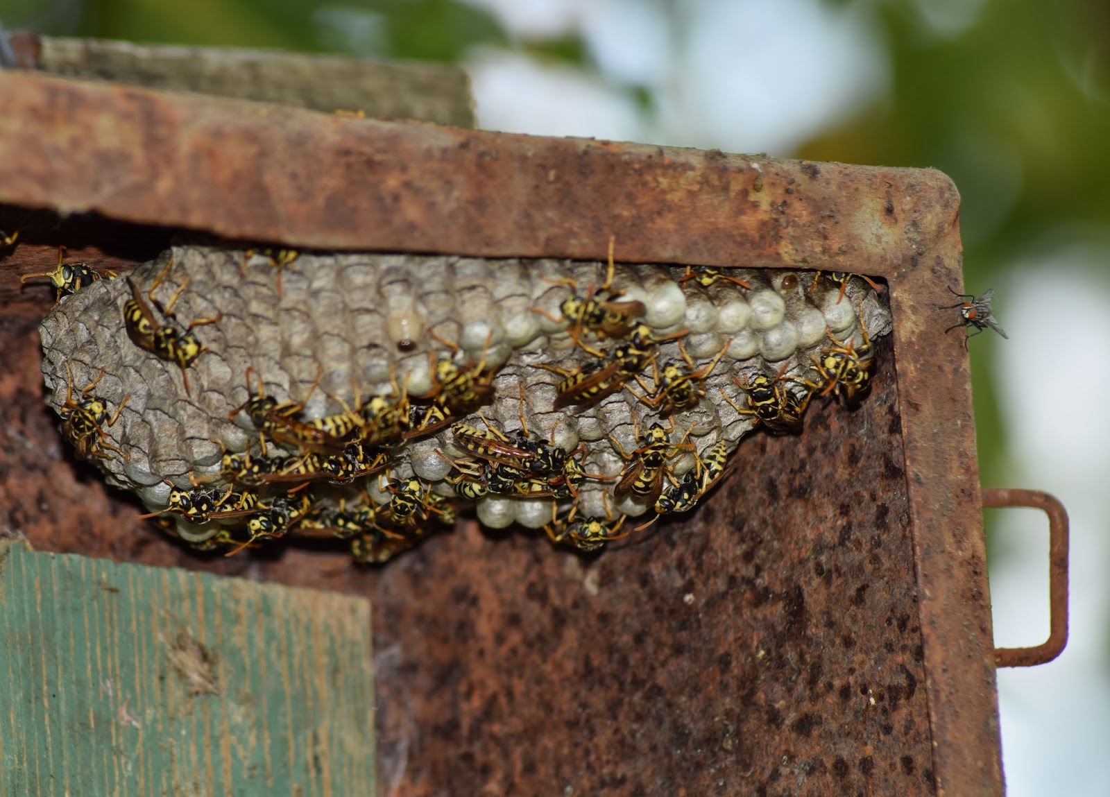 Avon Pest Control Blog Temperatures rising, wasp nests