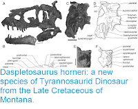 https://sciencythoughts.blogspot.com/2017/03/daspletosaurus-horneri-new-species-of.html