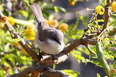 "Lesser Whitethroat - Sylvia curruca, winter visitor common perched in a babul bush."