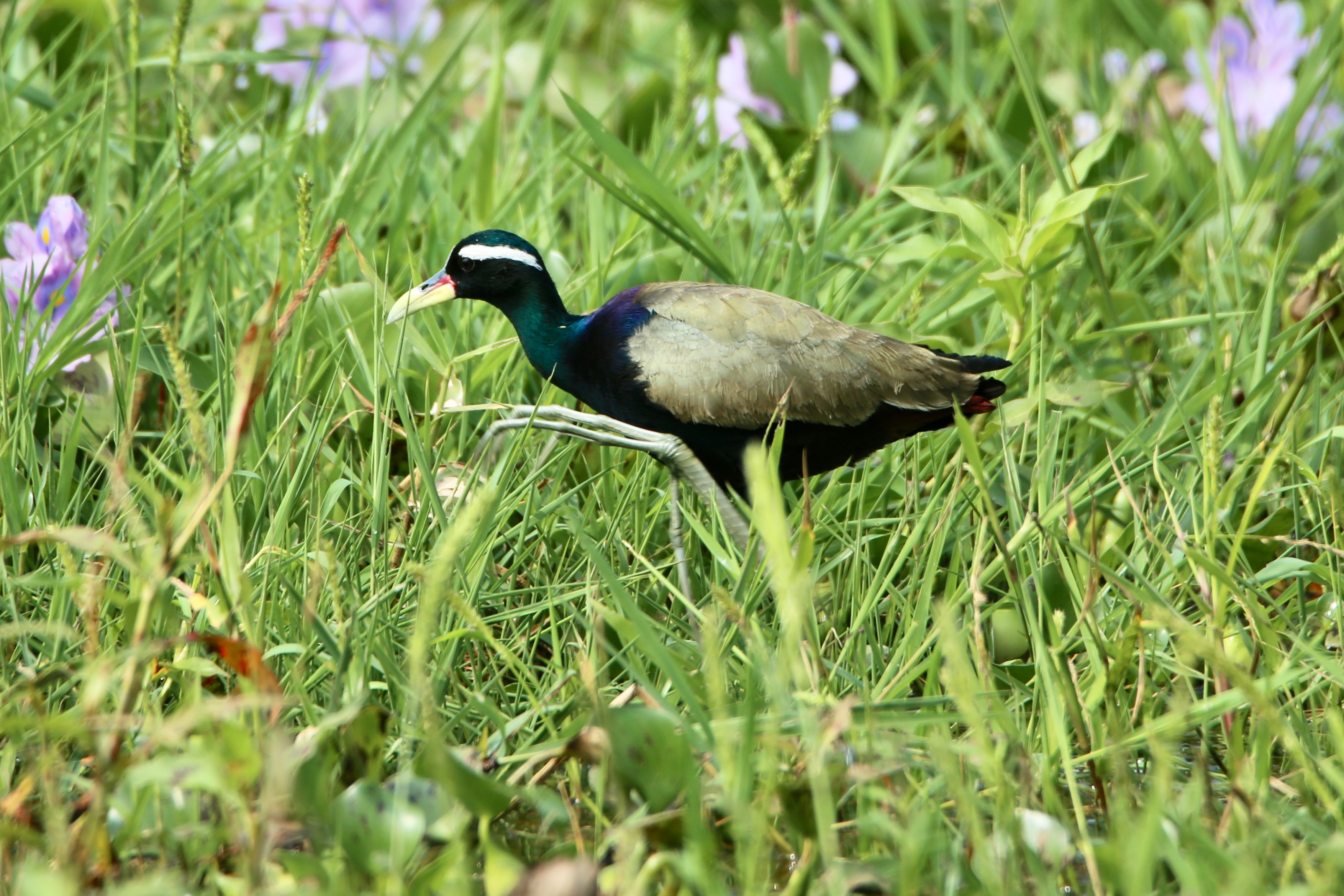 Birds of India, Jacana, Birds and nature, birds of Goa