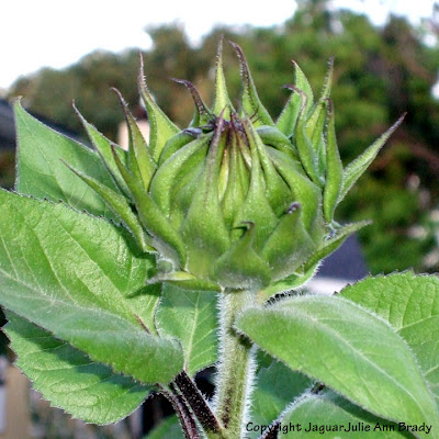 Impressive Sunflower Bud