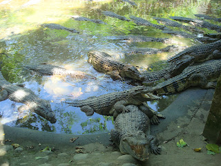 lazy, hungry crocodiles in zoobic safari