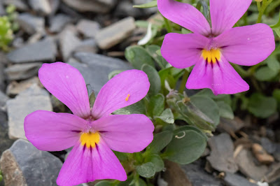 [Violaceae] Viola commollia – (Viola di Comolli)