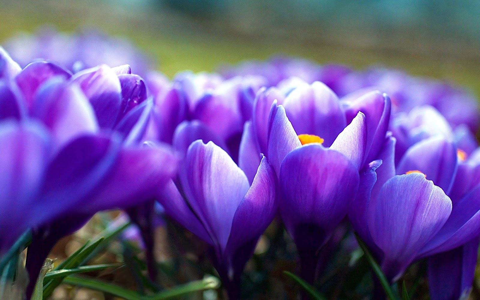  crocus flower wallpaper 