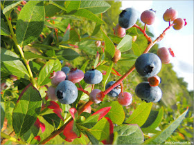 Cider Hill Farm: Plantación de Arándanos 