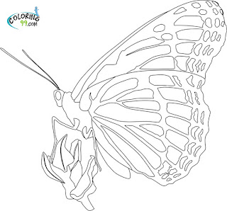 monarch butterfly coloring pages