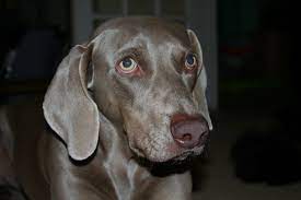 por que la mayoria de los perros tienen ojos marrones