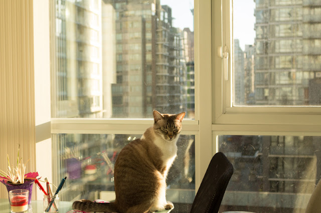 A cat enjoys the sunshine through the window & views of Vancouver