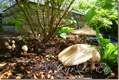 jewelry,toadstools,fairyring,gypsy jacket,aug booth 014