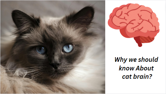 What you Need to know About Cat Brain? 