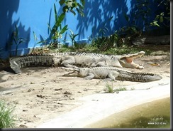 Langkawi Wildlife Park