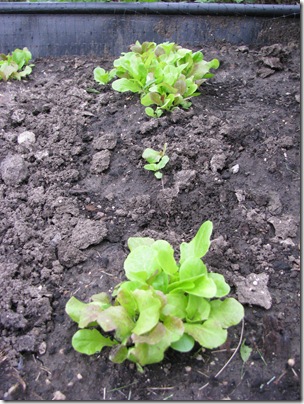 Garden 013