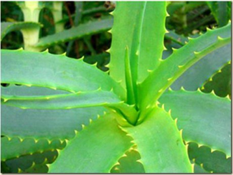 3-aloe-vera