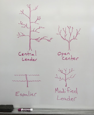 Four Forms of Pruning