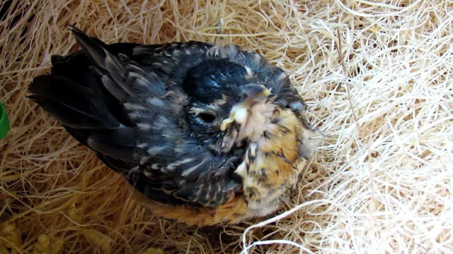 Feeding Bird