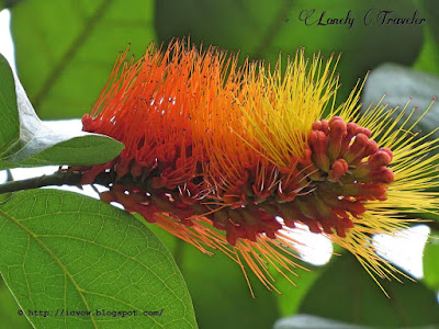 Monkey brush vine - Combretum rotundifolium