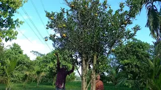 Two men harvesting oranges from a tree in a sunny orchard.