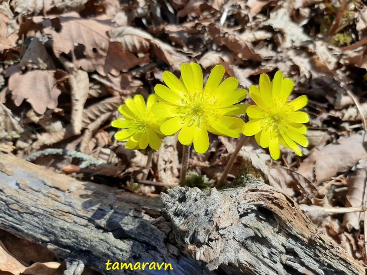 Адонис амурский (Adonis amurensis)