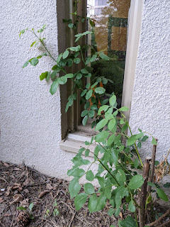 Late last summer, property management folks uprooted Deathless while installing a heatpump in my townhouse. They left him lying on the lawn. Without much hope, I trimmed his limbs and replanted him hours later, a meter from the heatpump. This spring I was excited to see buds, then leaves.