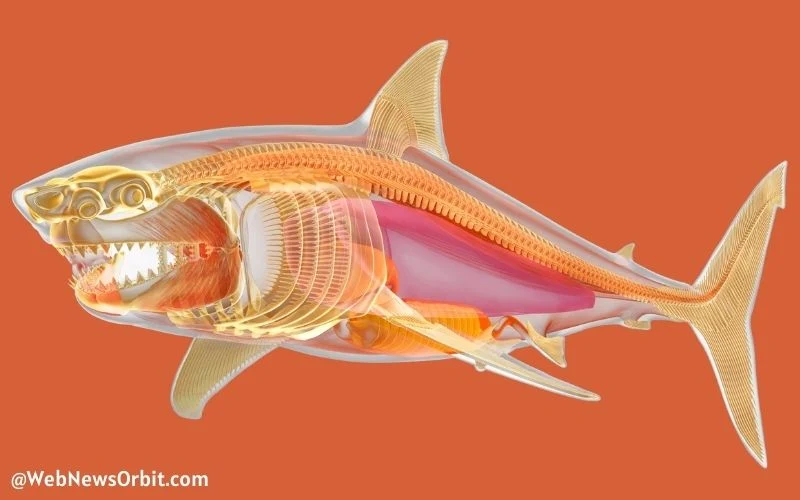How Many Bones Does a Shark Have_ Unveiling the Fascinating Anatomy 3 - Web News Orbit