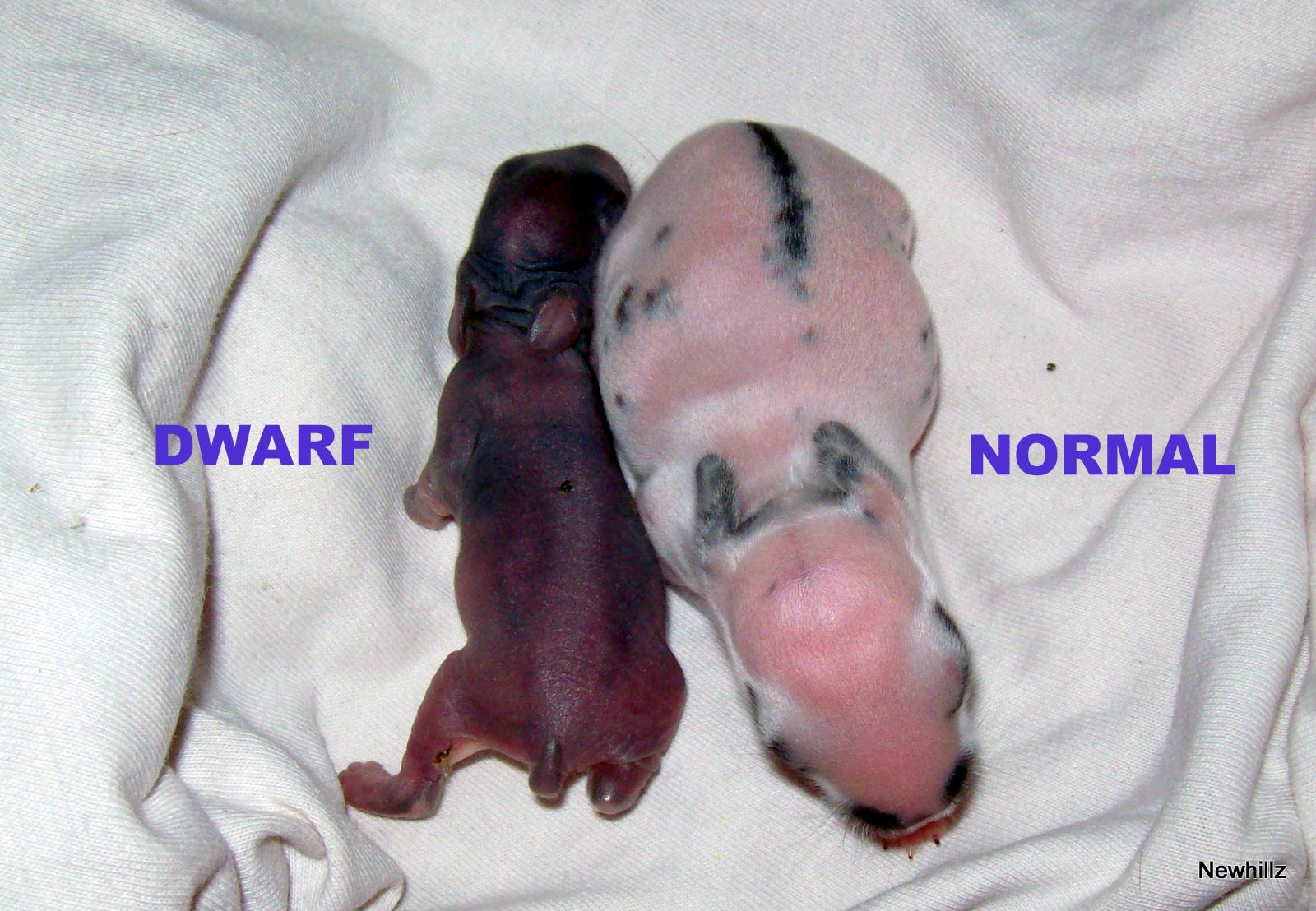 Rabbit De Melaka: Dwarf VS Normal