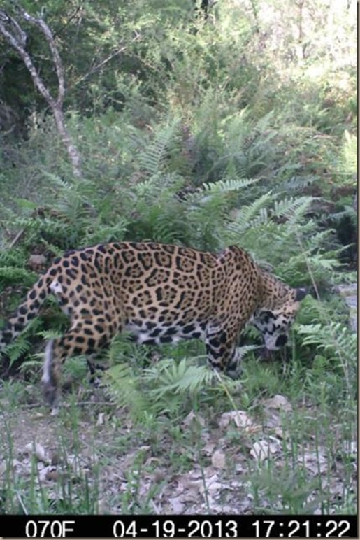 jag