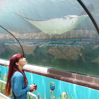 Sea Life Aquarium underwater tunnel stingray