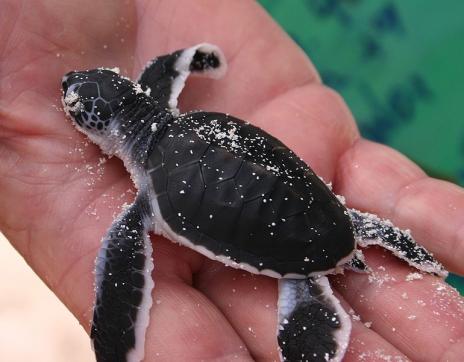Baby Turtles That Fit in the Palm of Your Hand Seen On www.coolpicturegallery.us