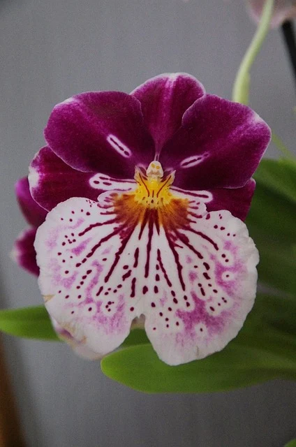 Orquídeas Miltonia - Delicadas e Perfumadas