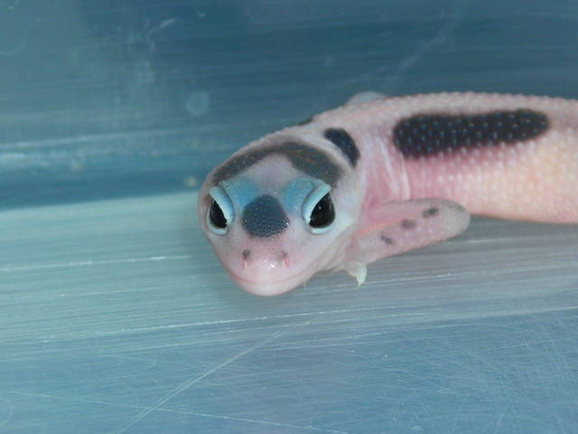 Black Hole Leopard Gecko5