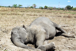 Jumbos dead near paddy fields