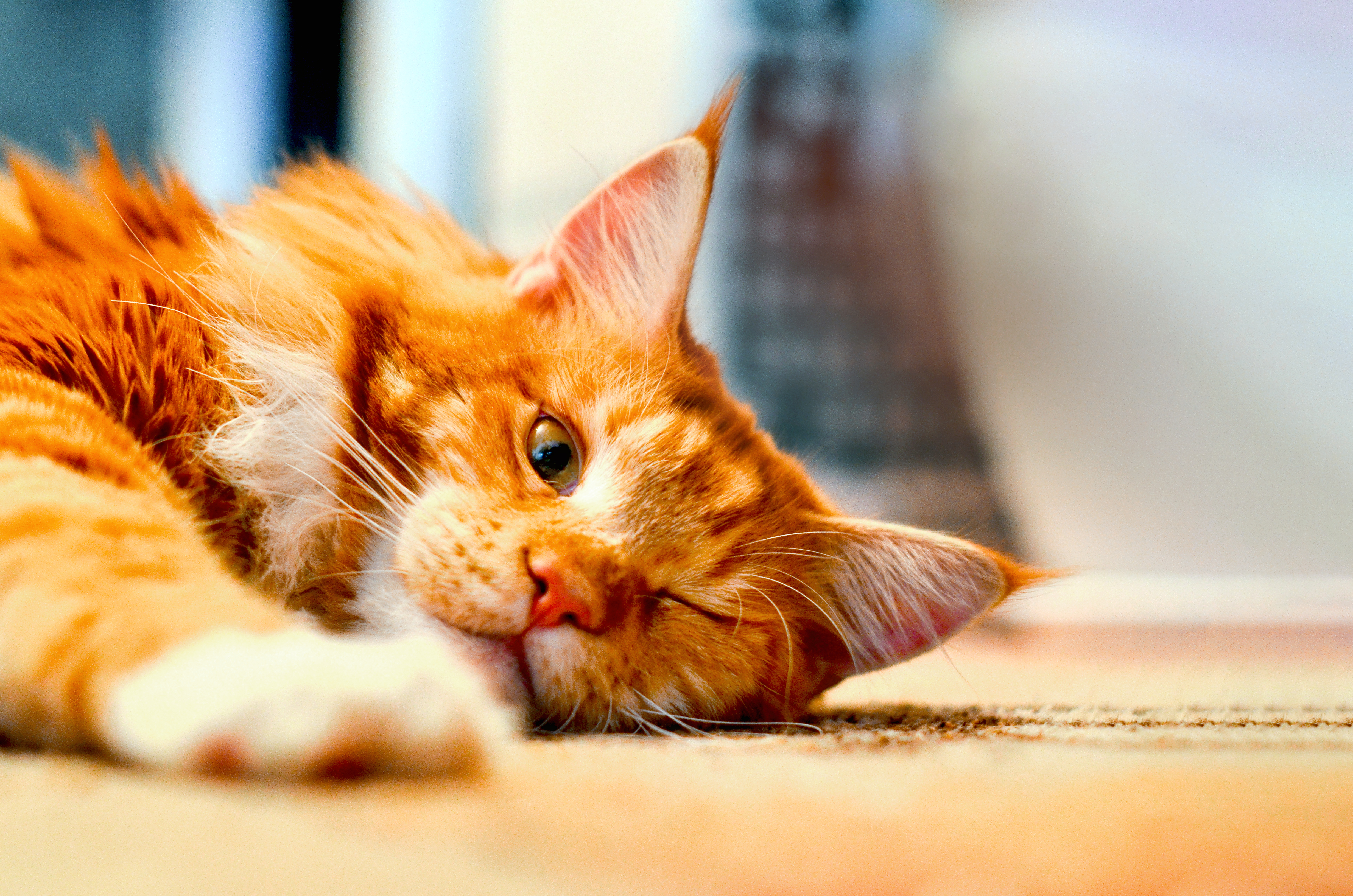 maine coon sleepy red cat lies on the floor one e 2021 08 31 16 40 24 utc