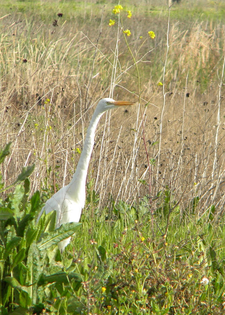 Egret