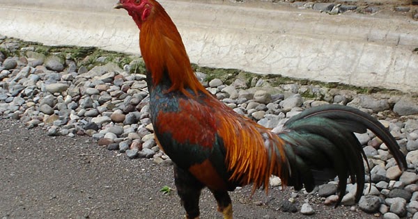 All About Unggas Jenis  Ayam  Kampung Berdasarkan Warna 