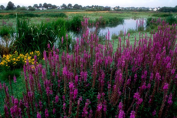 Would you call it a marsh or a swamp? Or do they mean the same thing?