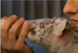 Nursing Tiger Cub