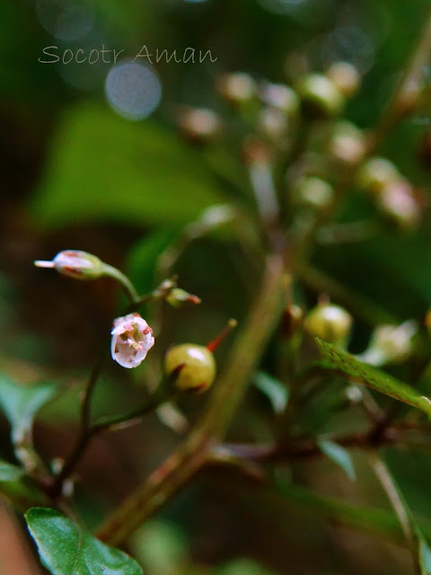 Lysimachia acroadenia