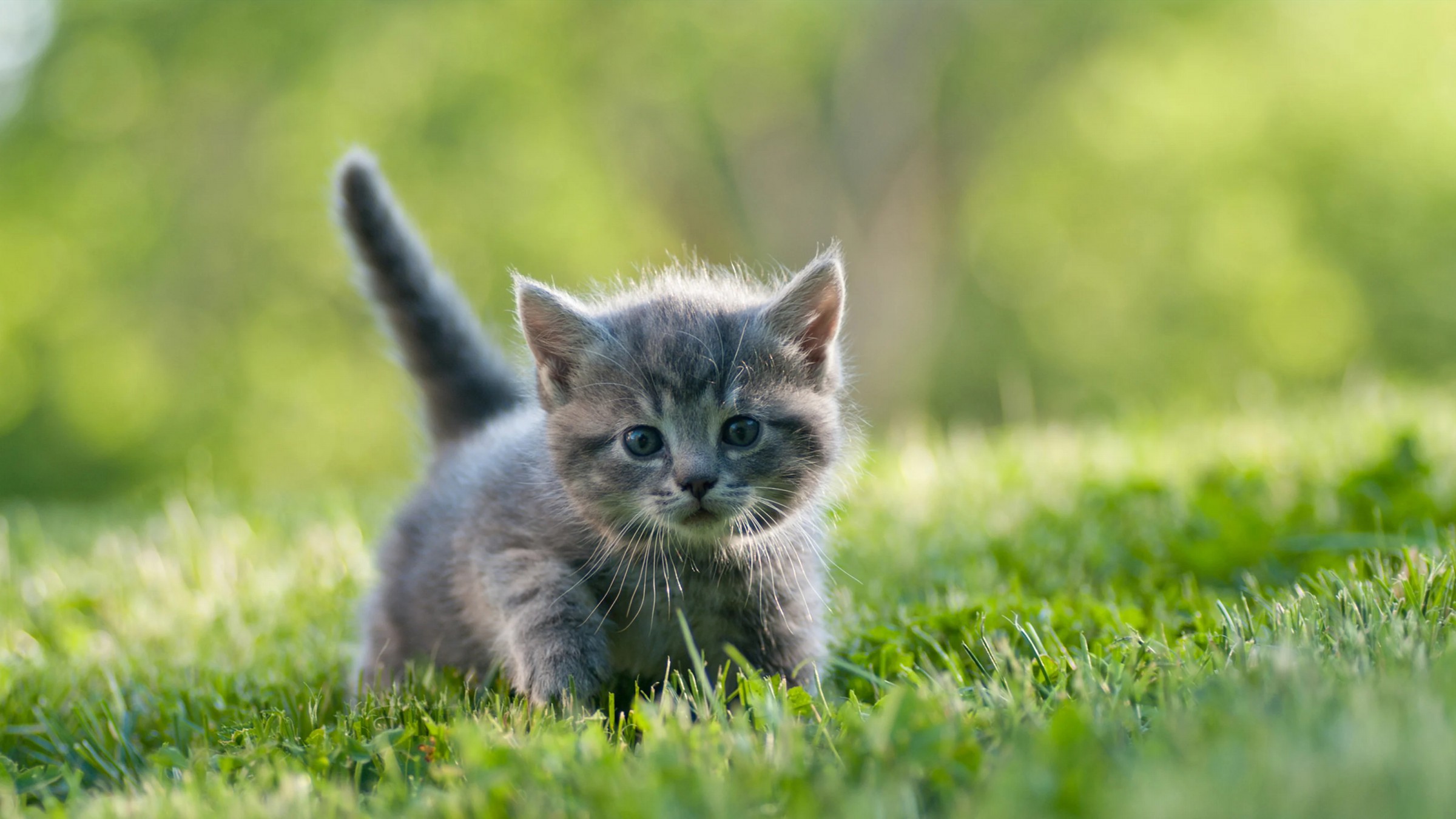 Kucing World: Cara Menjaga Anak Kucing 1 Hingga 3 Bulan